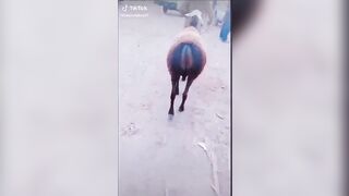Embarrassed Boners: I realize I've at no time seen a sheep from the back in advance of