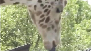 This giraffe blowing a pole..