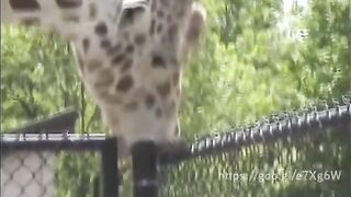 Embarrassed Boners: This giraffe blowing a pole..