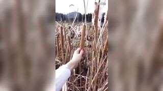 opening a Cattail Plant