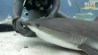 giving a Shark Job
