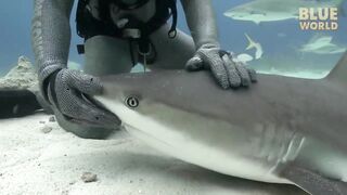 Embarrassed Boners: giving a Shark Job