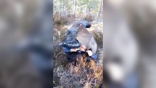 Bird trying to fuck guy on the phone