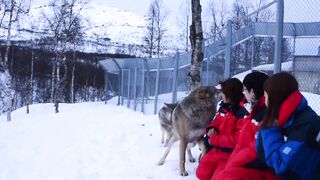 frenching a wolf