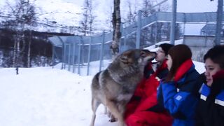 Embarrassed Boners: frenching a wolf