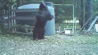 Bear learns elasticity, Hits his balls - Confused Boners
