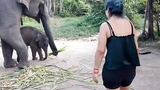 Downblouse: Playing with elephant
