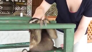 Cute Sloth - Downblouse