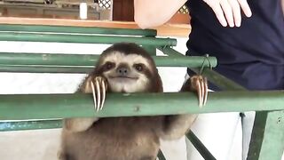Downblouse: Cute Sloth